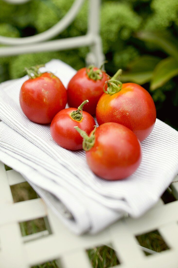 Frische Tomaten auf Gartenstuhl im Freien