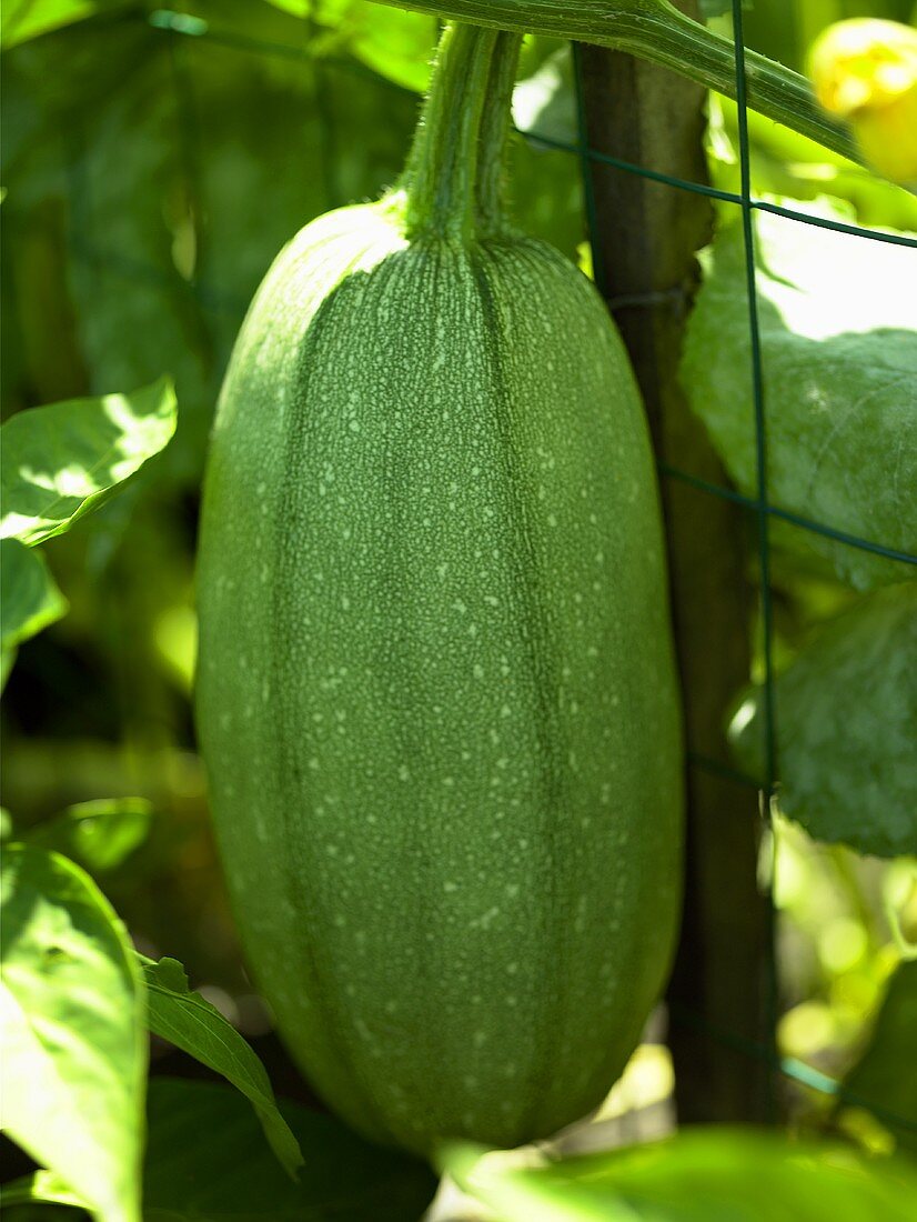 Green Squash Growing on Fence
