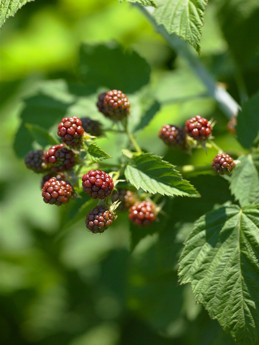 Young Blackberries on the Bush