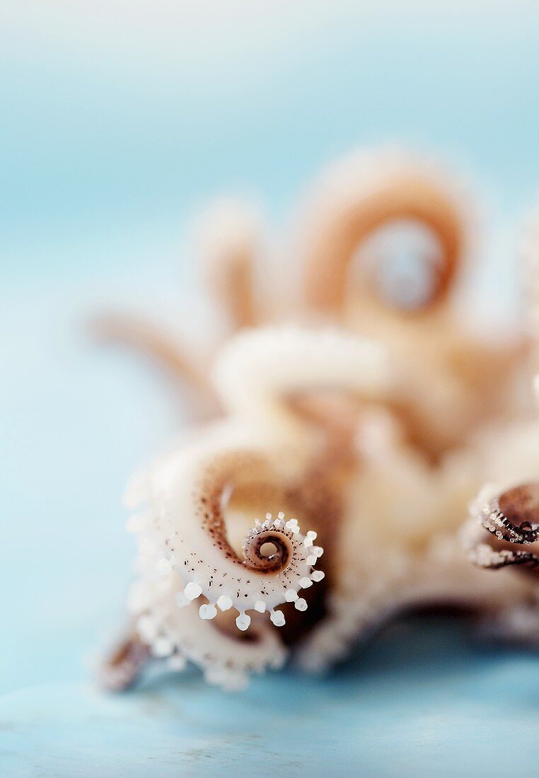 Oktopus (Close Up)