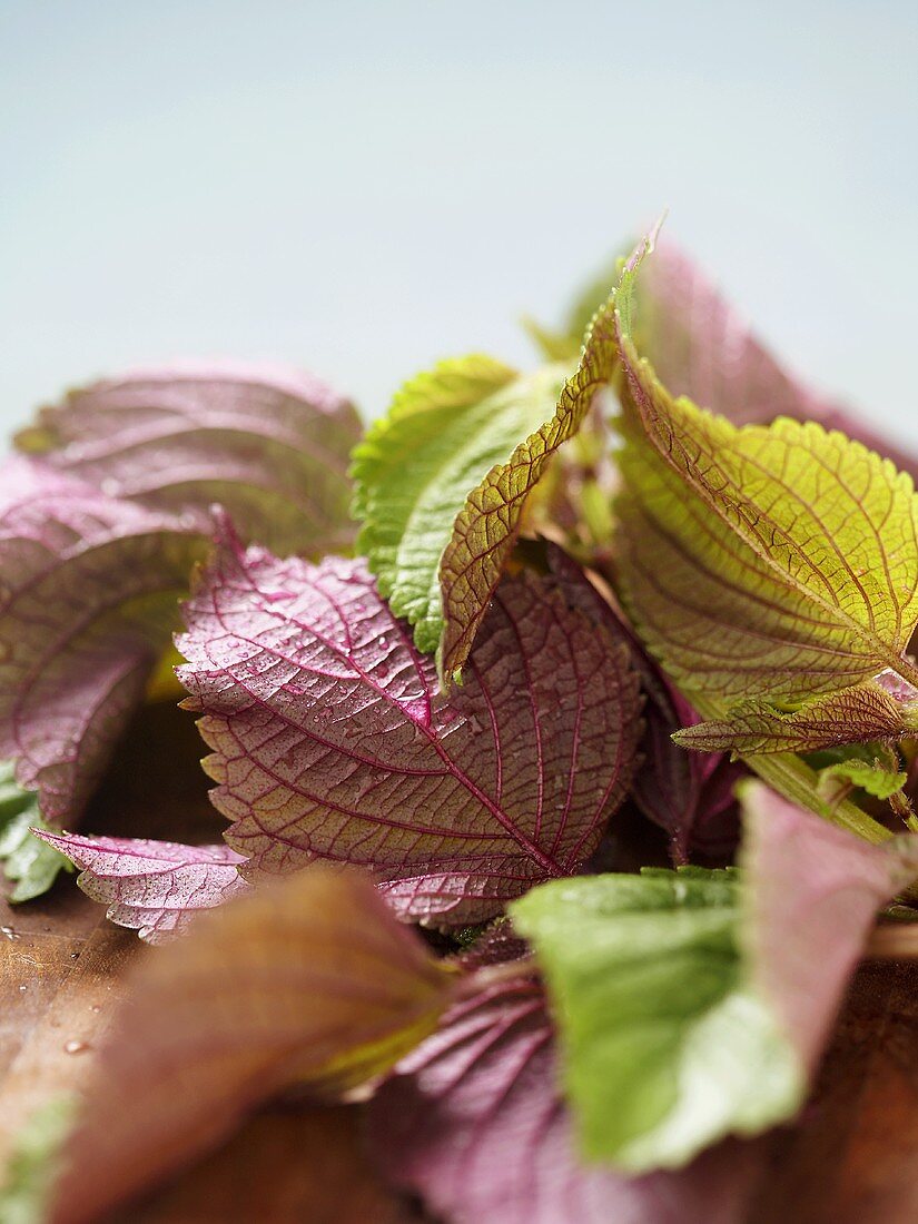 Close Up of Many Red Shiso Mints Leaves