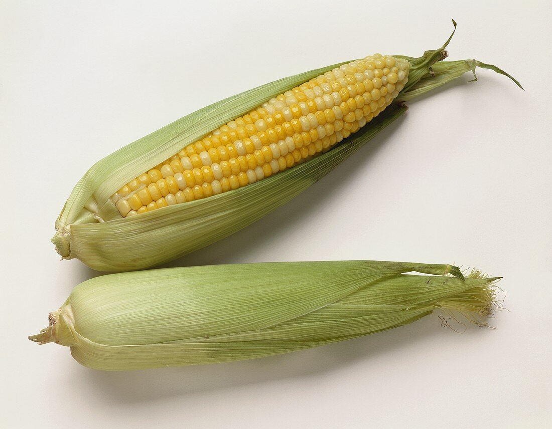 Fresh Corn on the Cob in Husks