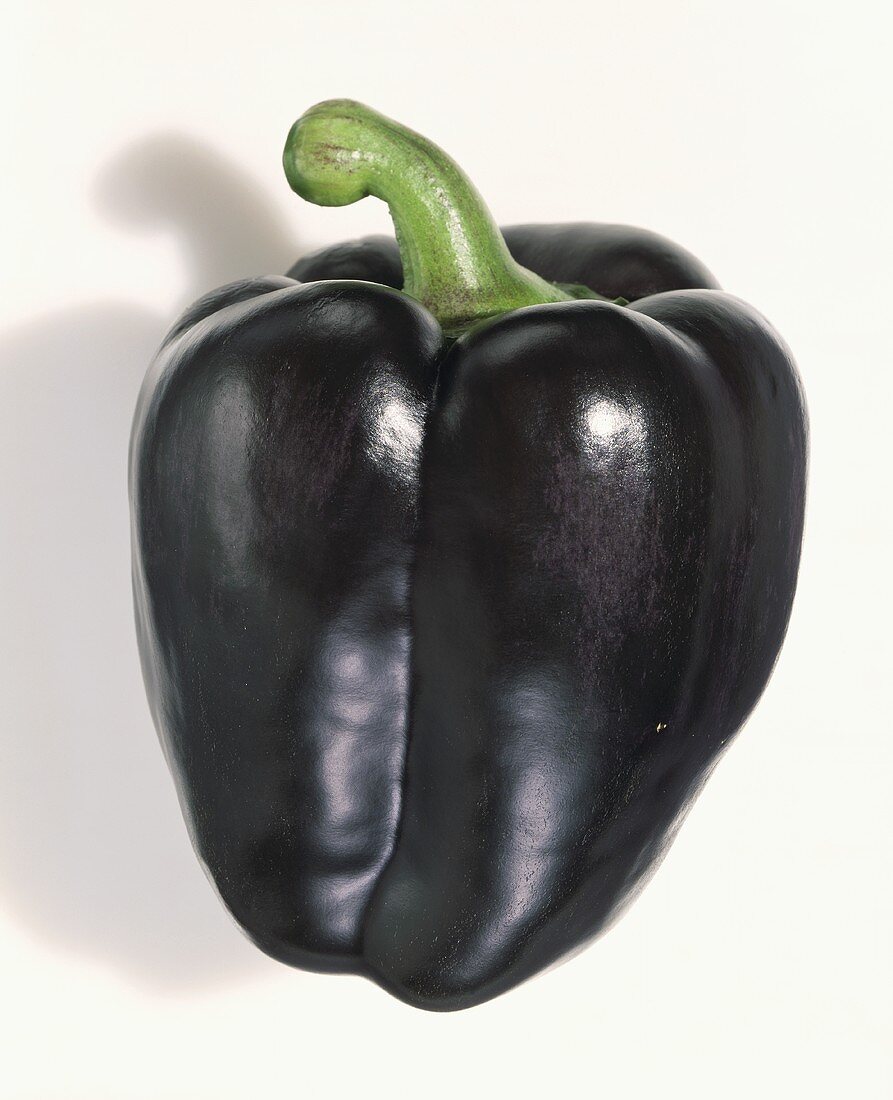 A Single Black Bell Pepper on a White License Images 668866