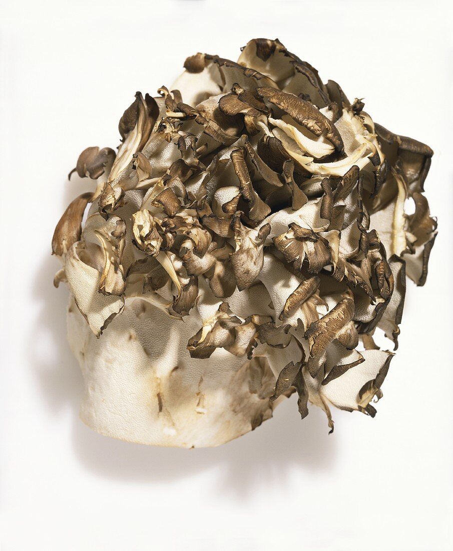 Hen of The Wood Mushroom on a White Background