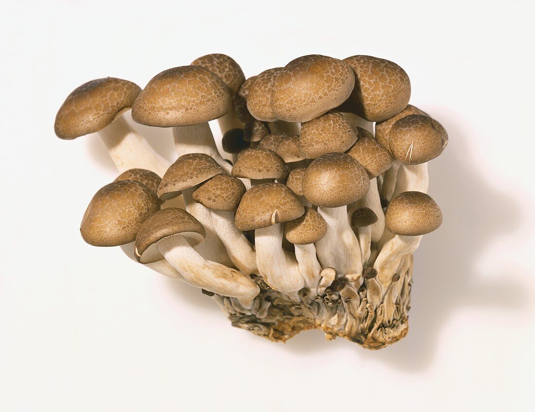 Honshimiji Mushrooms on a White Background