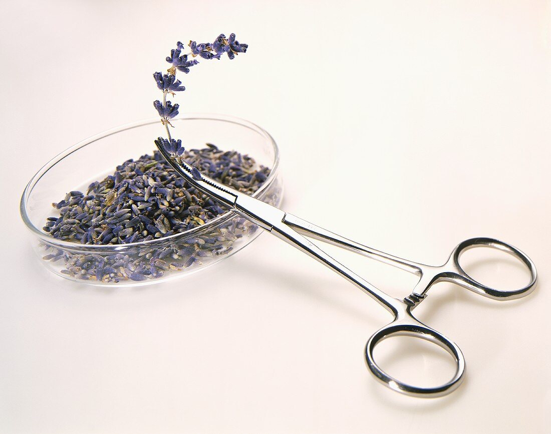 Lavender in a Petri Dish with Scissors on a White Background