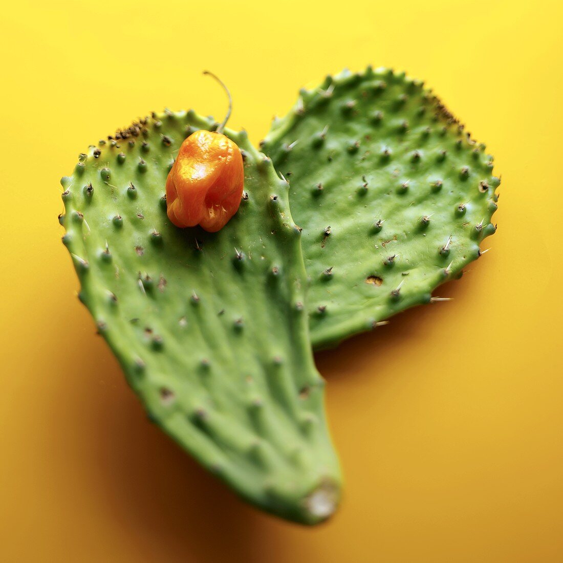Habanero Chilischote auf zwei Kaktusblättern