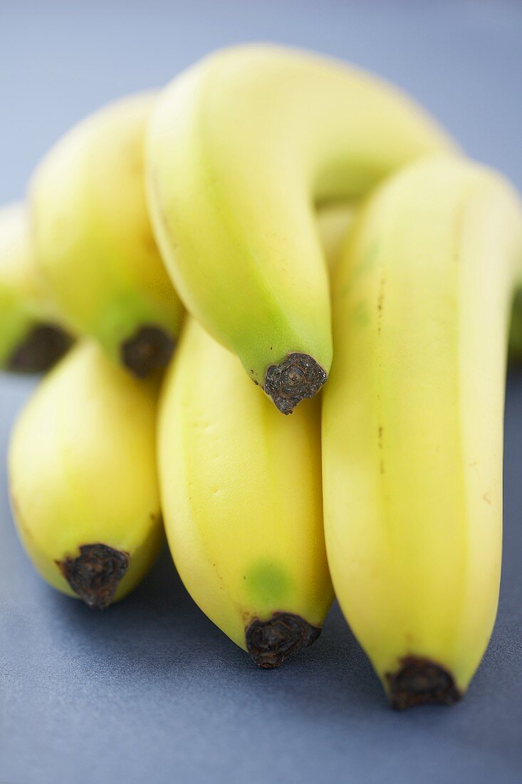 Bananenstaude auf blauem Untergrund