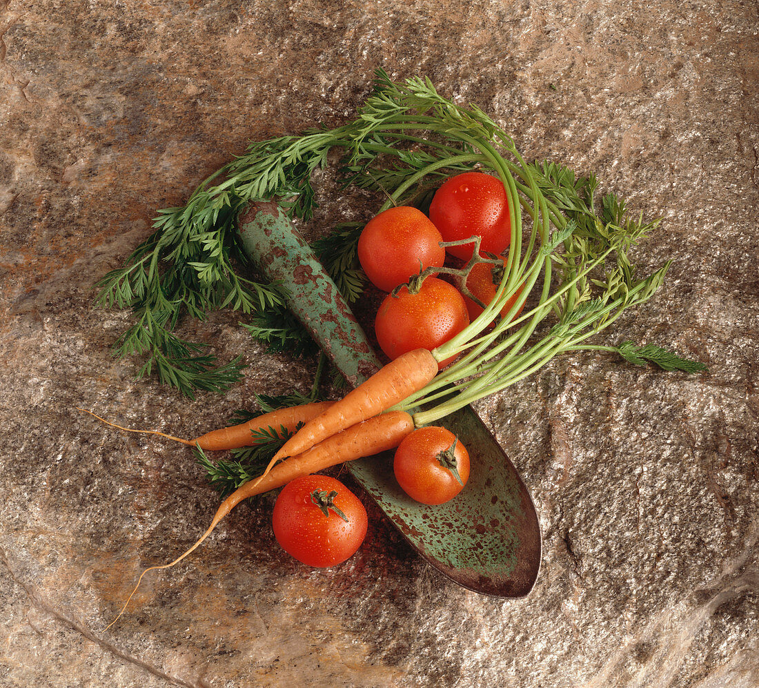 Frische Möhren und Tomaten auf alter Gartenschaufel