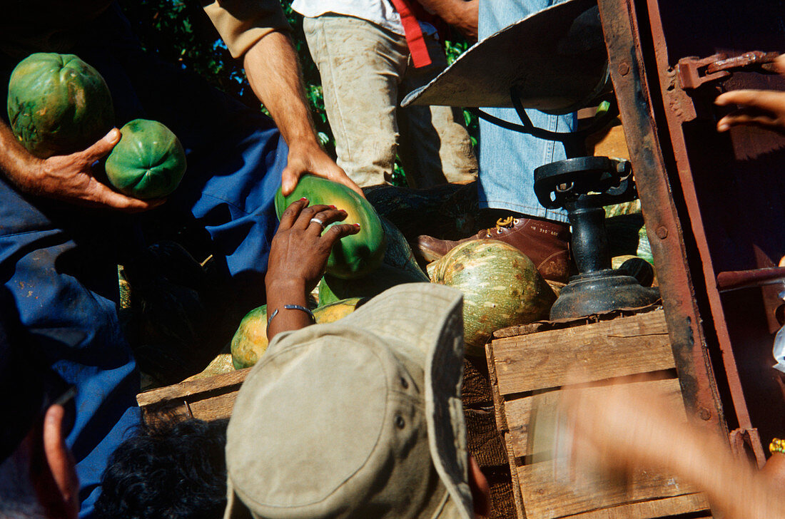 Männer verkaufen Melonen am Lastwagen