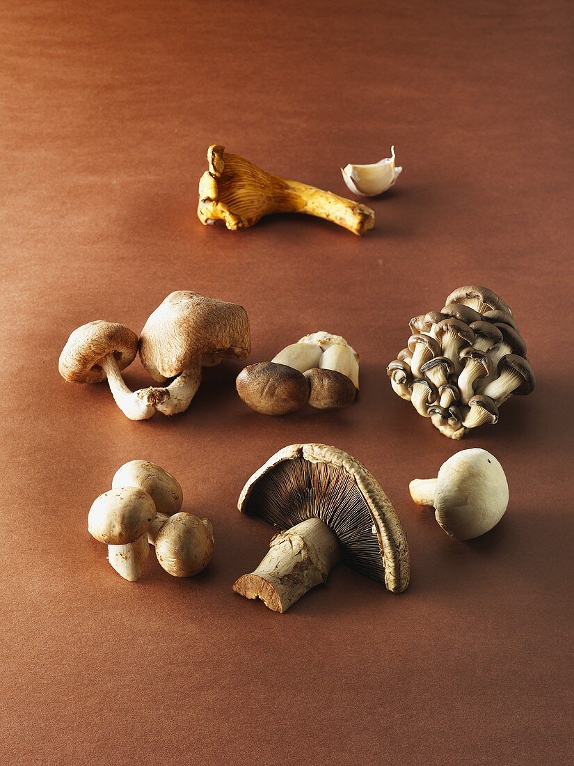 A Variety of Mushrooms on a Brown Background