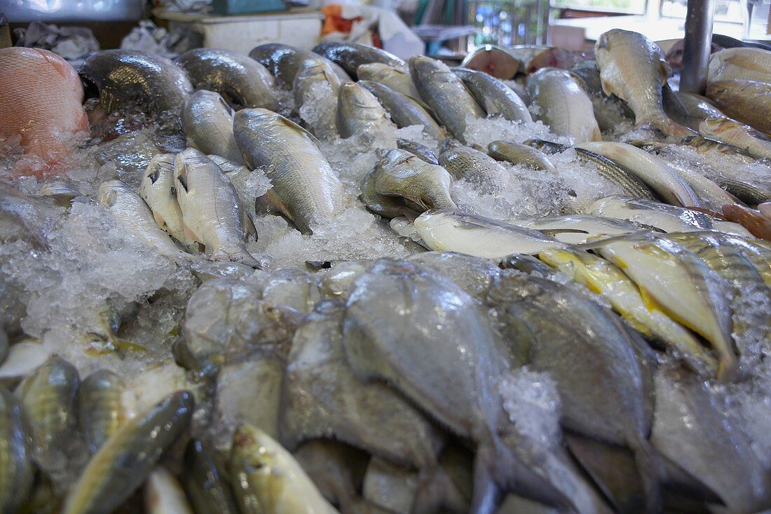 Whole Fish on Ice at an Asian Fish Market