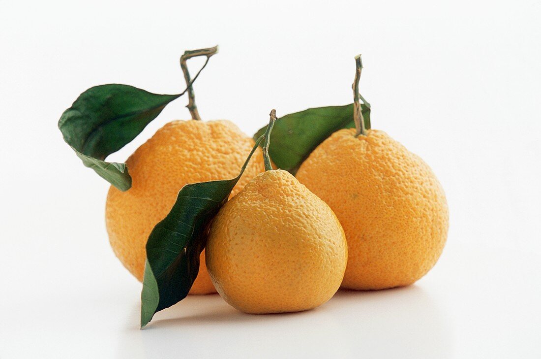 Three Satsuma Tangerines with Leaves on a White Background