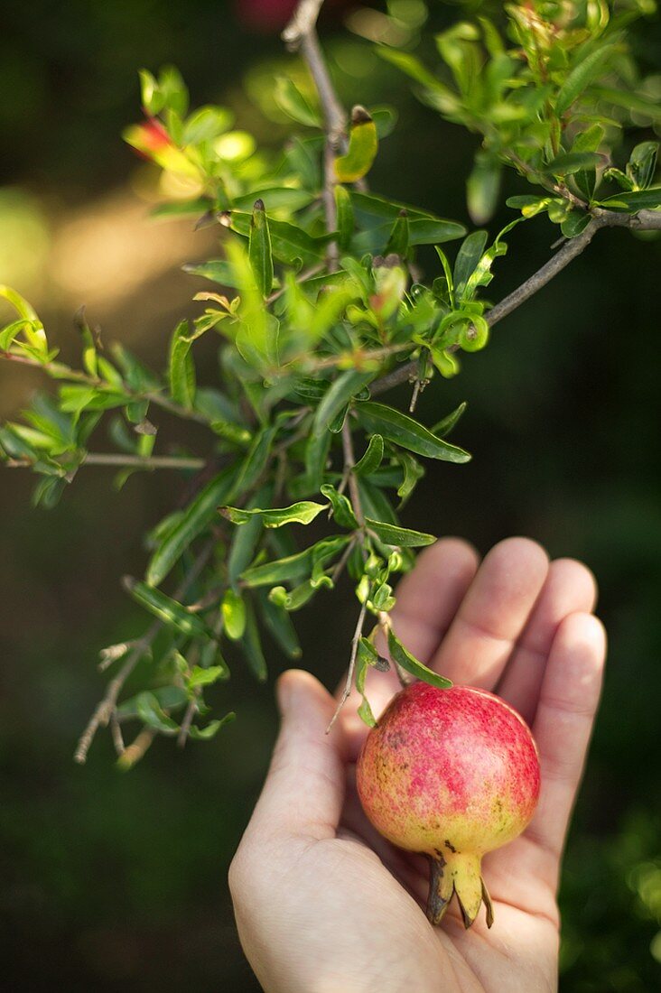Hand hält Granatapfel am Baum