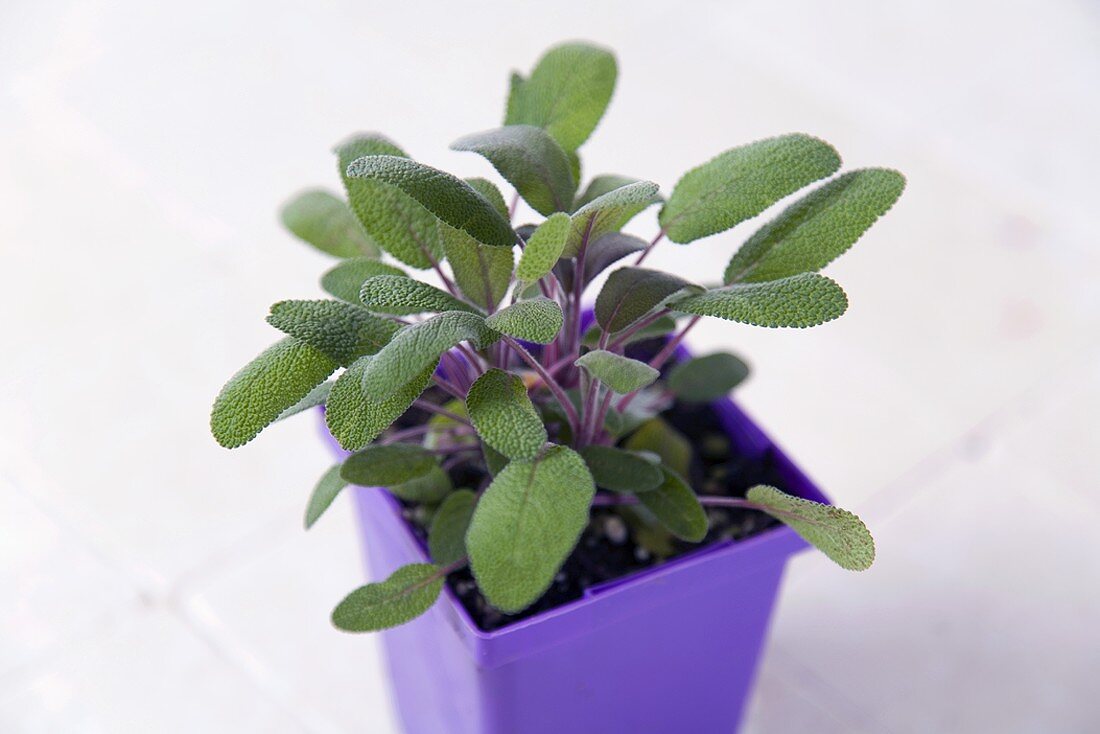 Fresh Sage in a Purple Container