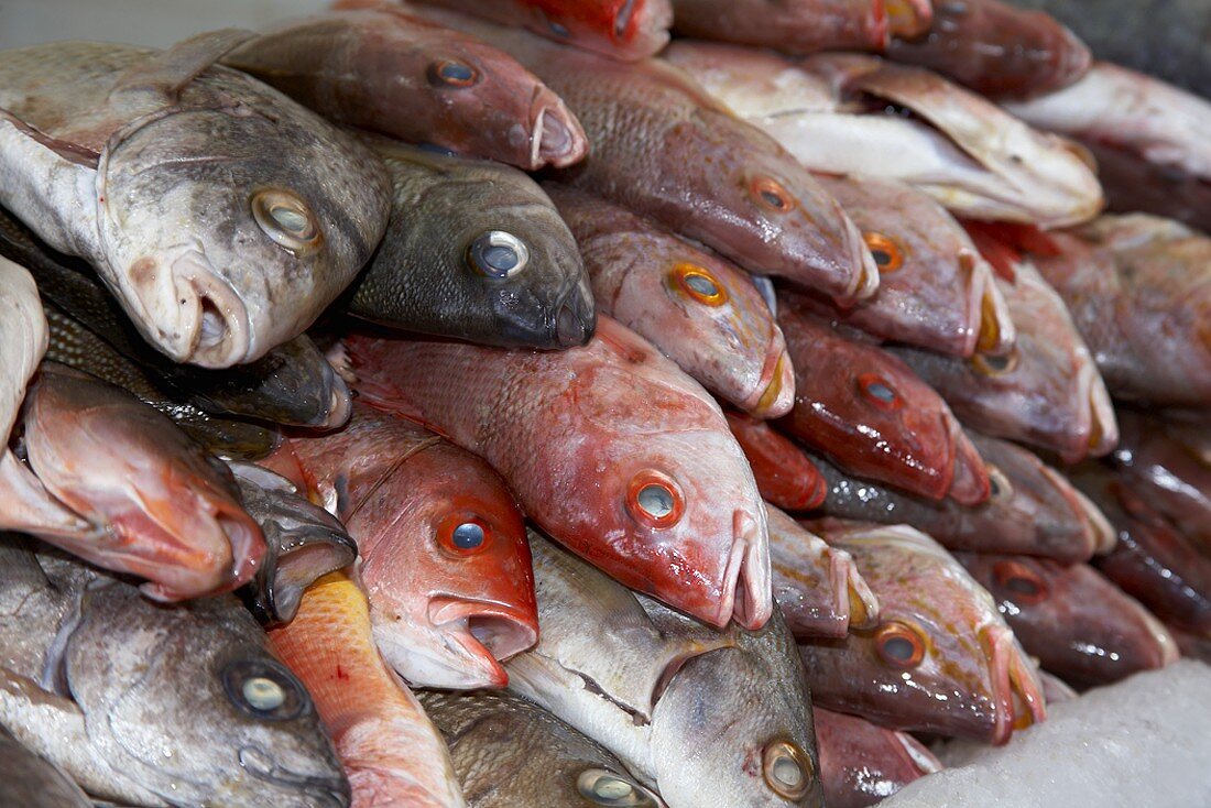 Red Snapper auf einem Fischmarkt in Mexiko