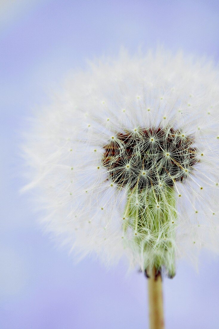 Pusteblume