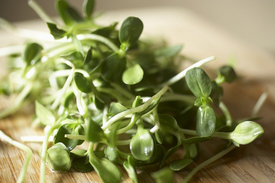 Fresh Organic Bean Sprouts