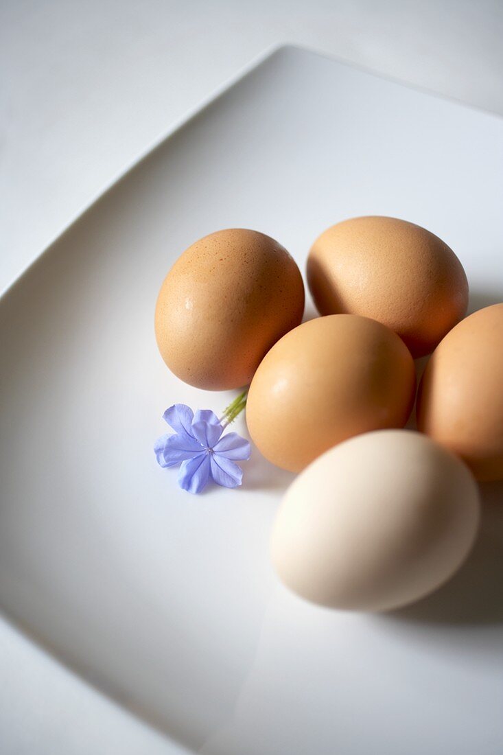 Fünf Eier mit einer Blüte auf Teller
