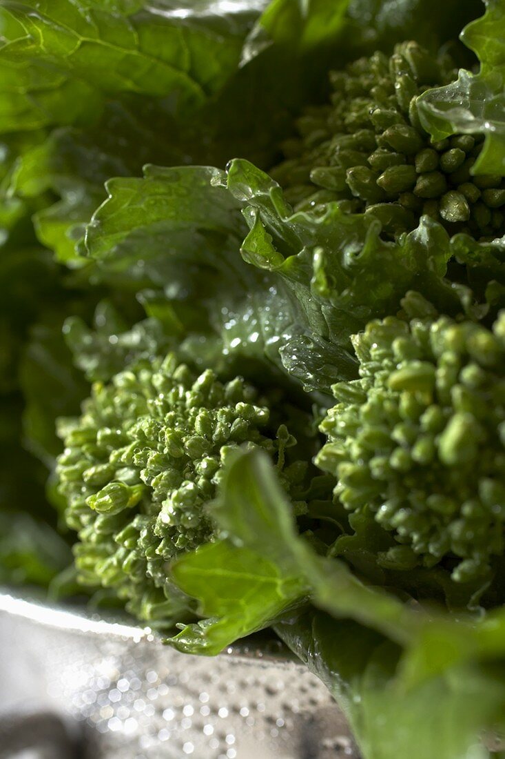 Close Up of Organic Broccoli Rabe