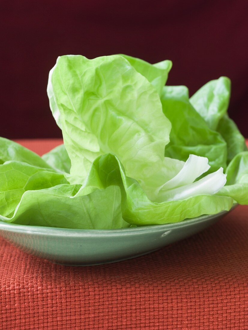 Fresh Bib Lettuce on a Plate