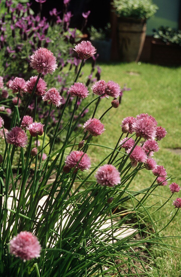 Blühender Schnittlauch im Garten