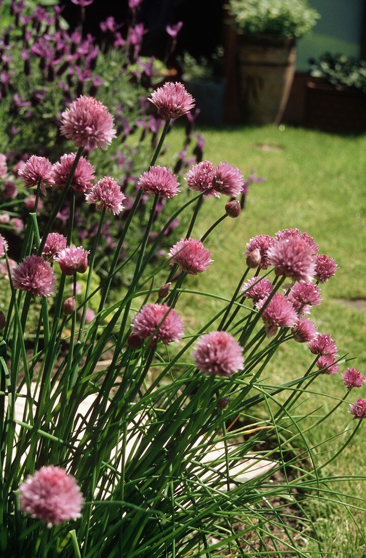 Chives with Blossoms Growing in a Garden
