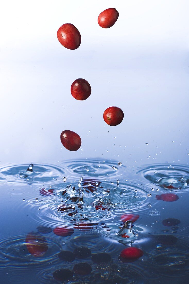 Cranberries fallen ins Wasser