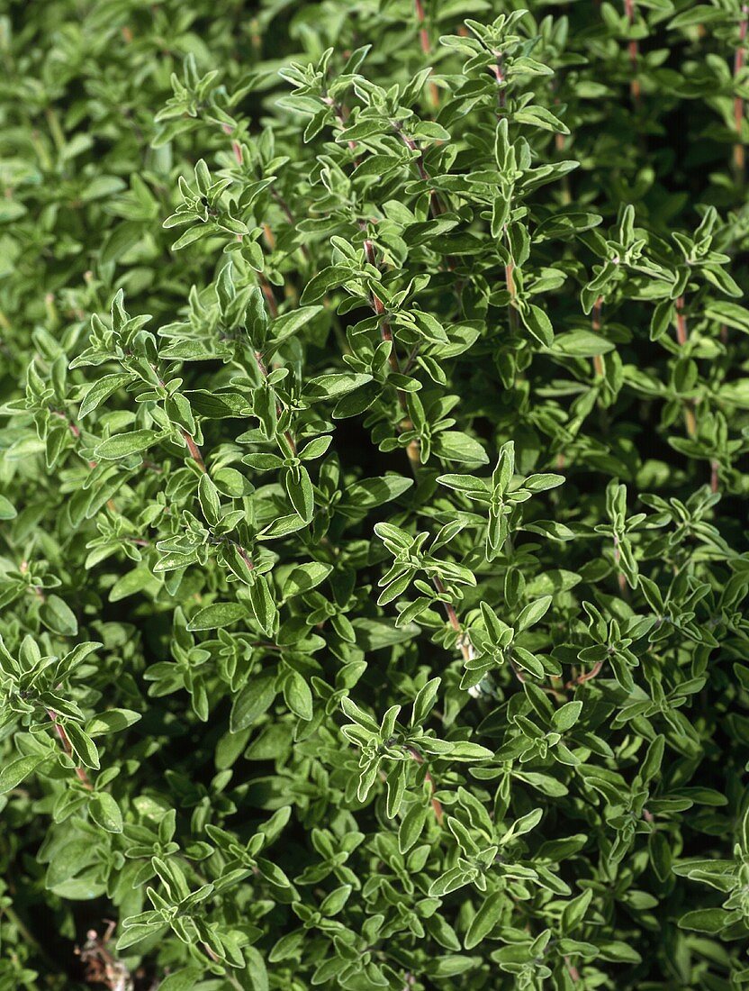 Marjoram plant in open air (filling the picture)