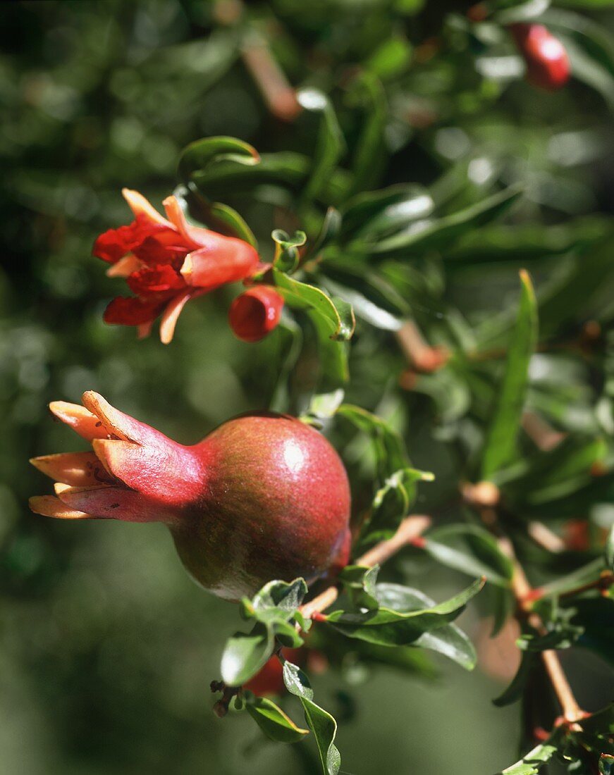 Minigranatäpfel und Blüten auf dem Baum