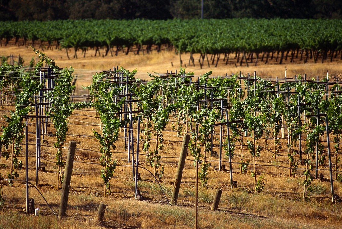 Pope Valley Vineyard in St. Helena, Kalifornien