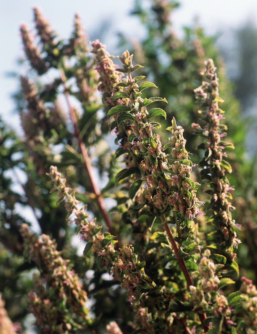 Patchouli mit Blüten (aussen)