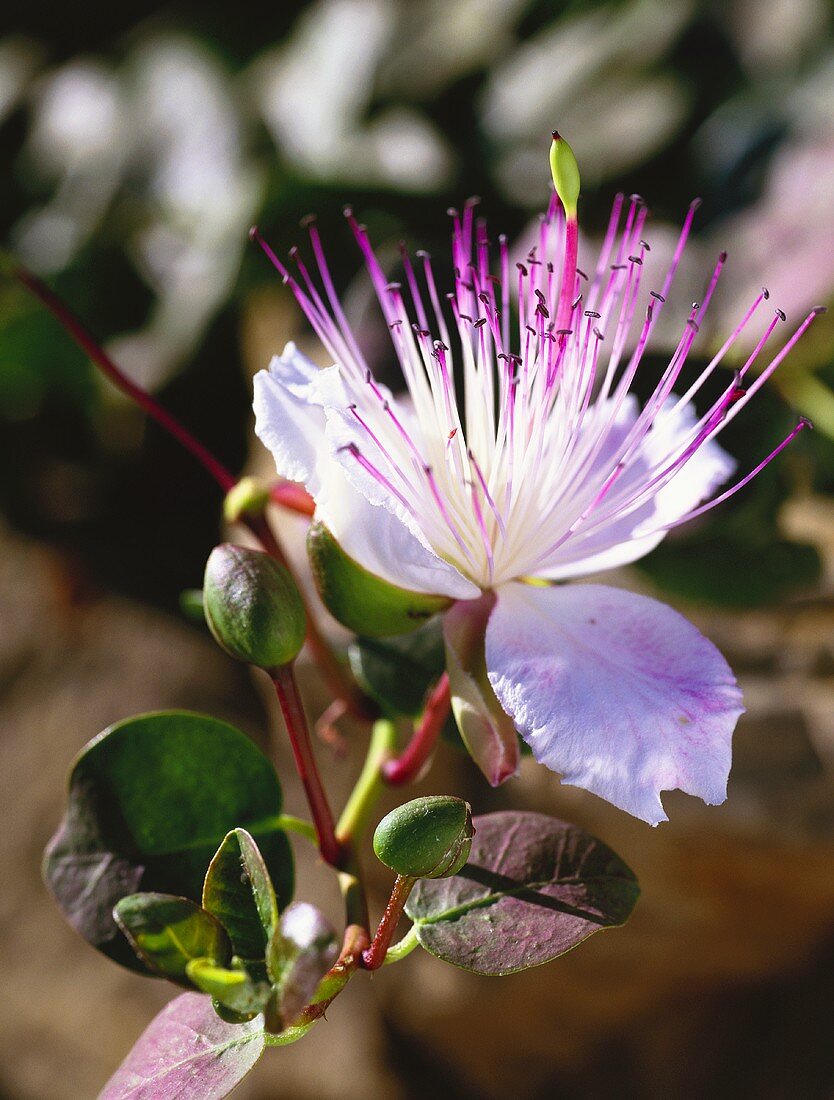 Kapernblüte und Kapern am Strauch