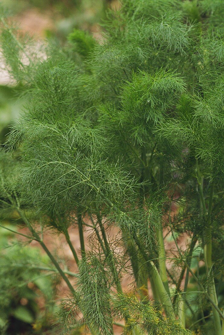 Fresh dill