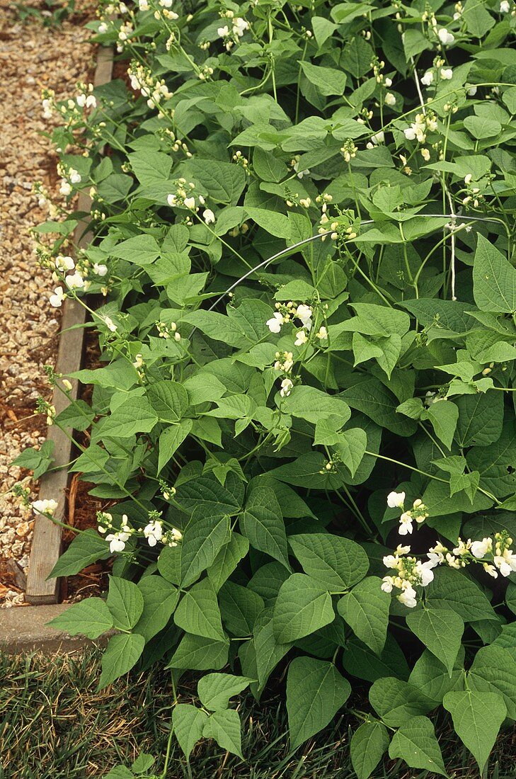 Blühende Bohnenpflanzen im Garten