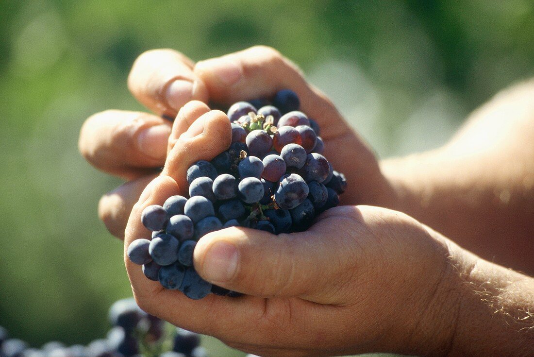 Hands holding red wine grapes (vineyard: Temecula, California)