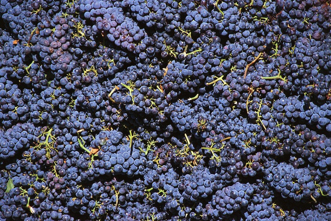 Red wine grapes from a vineyard in Temecula, California