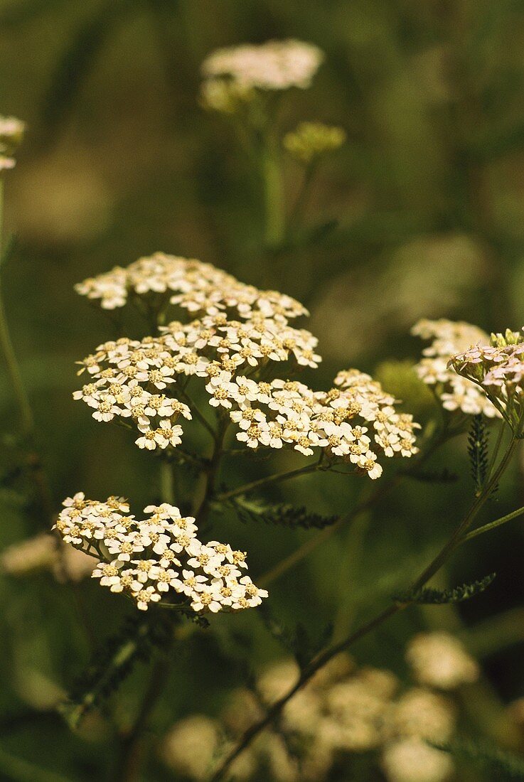 Flowering yarrow