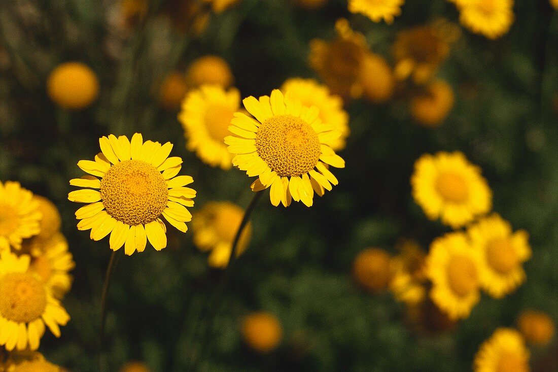 Kamillenblüten