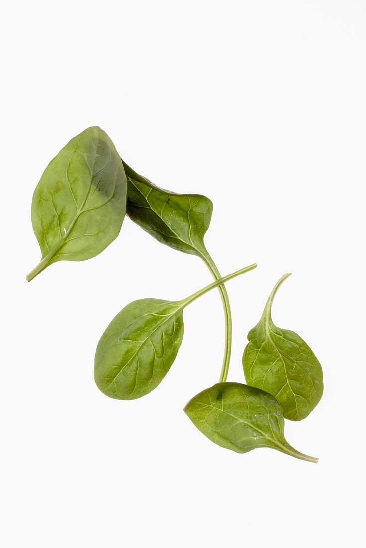 Baby Spinach Leaves on White