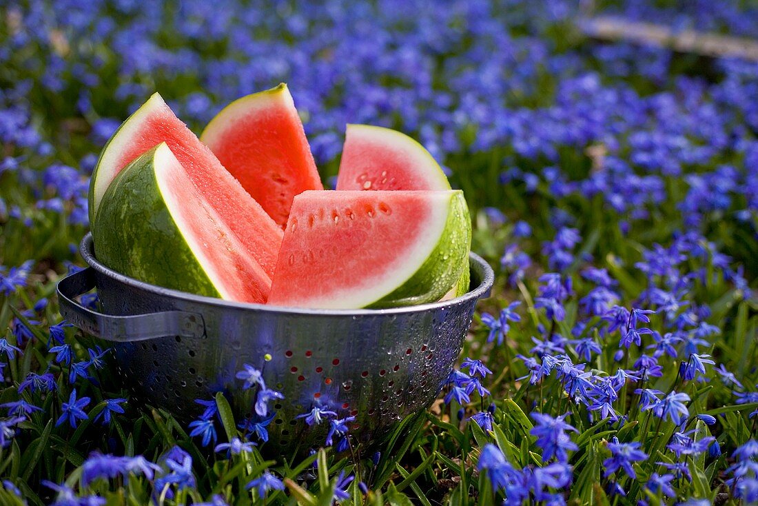 Pieces of watermelon in sieve among blue flowers (outdoors)