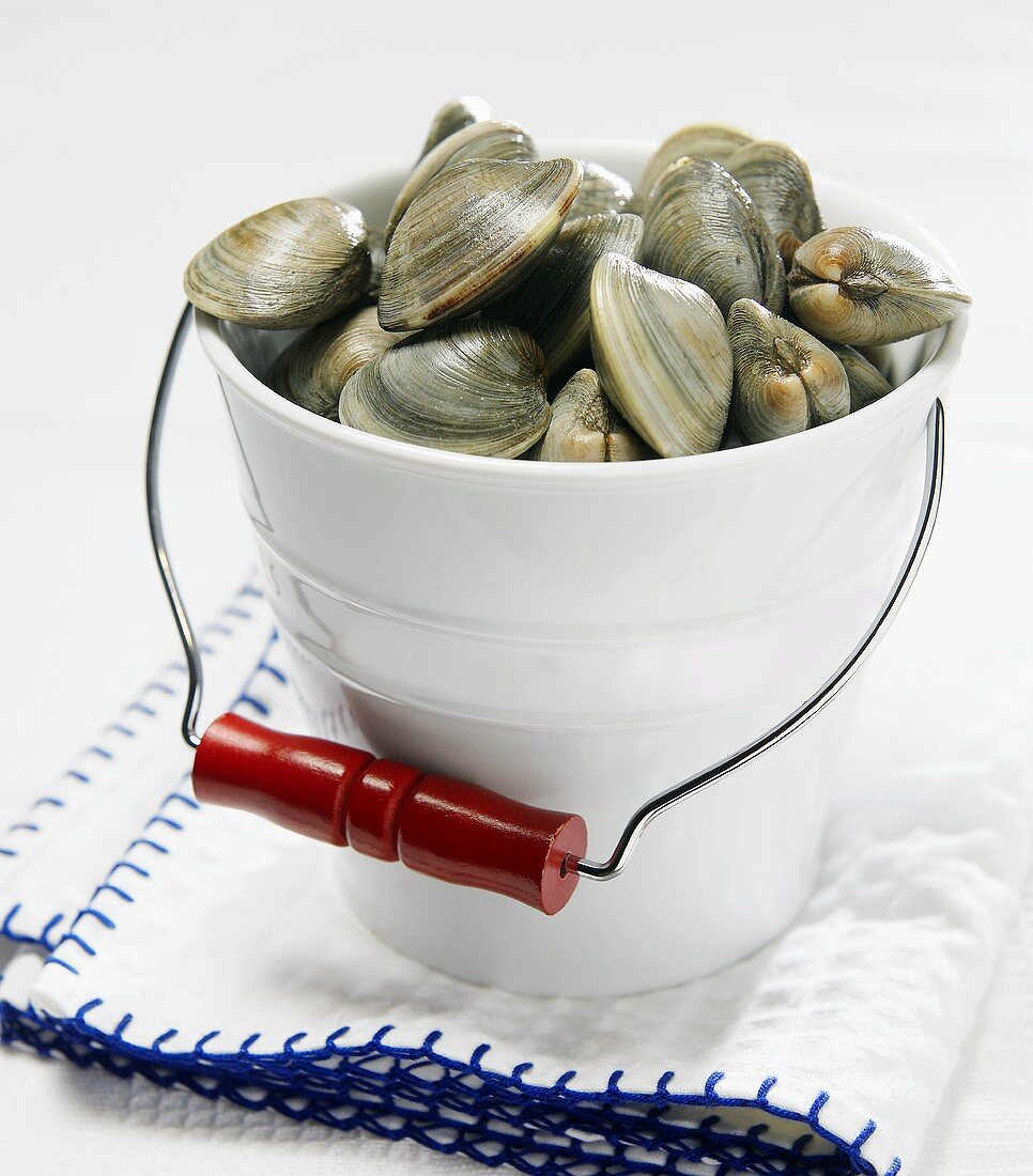 Raw clams in white bucket