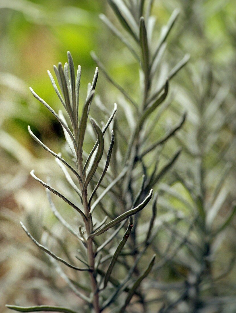 Currykraut (Helichrysum Italicum)