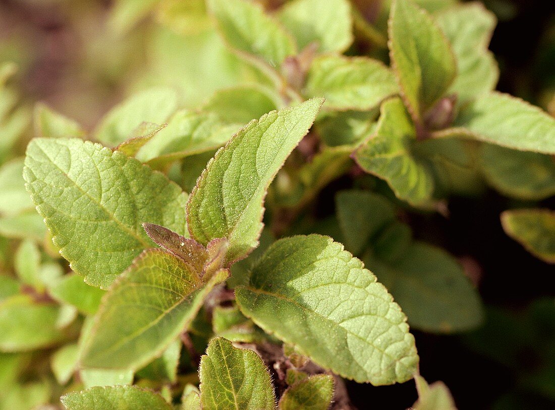 Common or garden sage (Salvia officinalis)