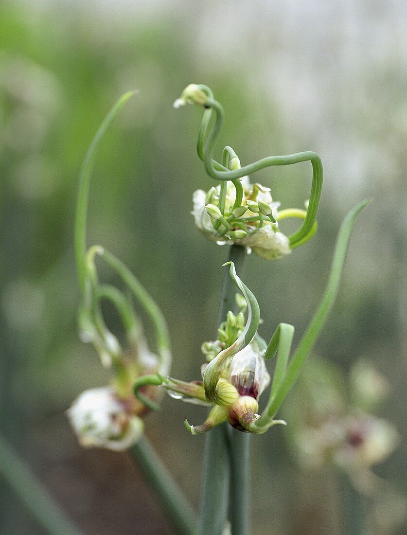 Tree onions (Egyptian onions) in open air