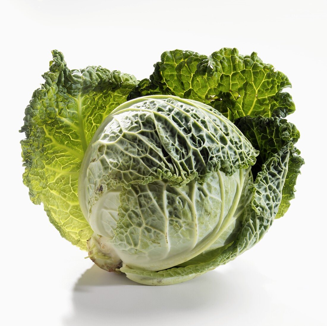 Savoy cabbage