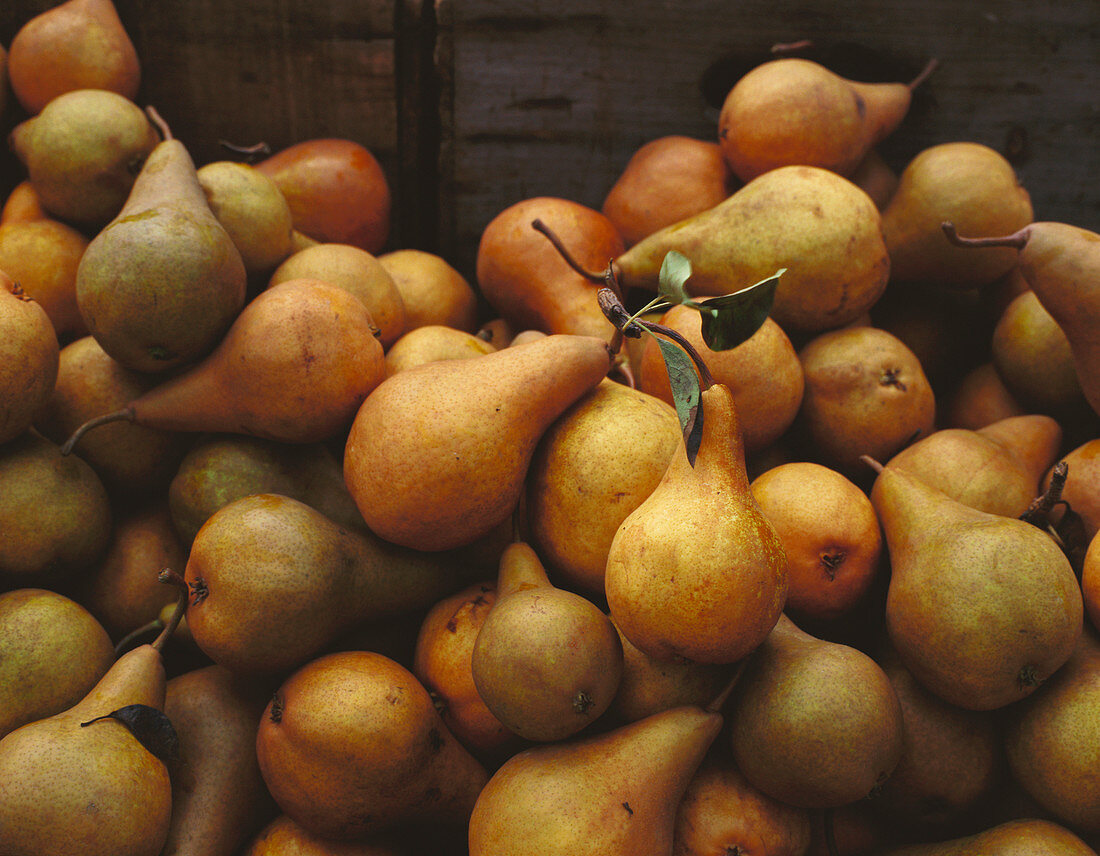Fresh Boskop pears