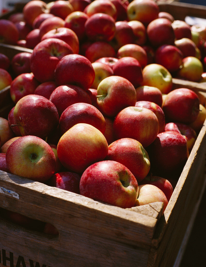 Fresh apples in wooden crates