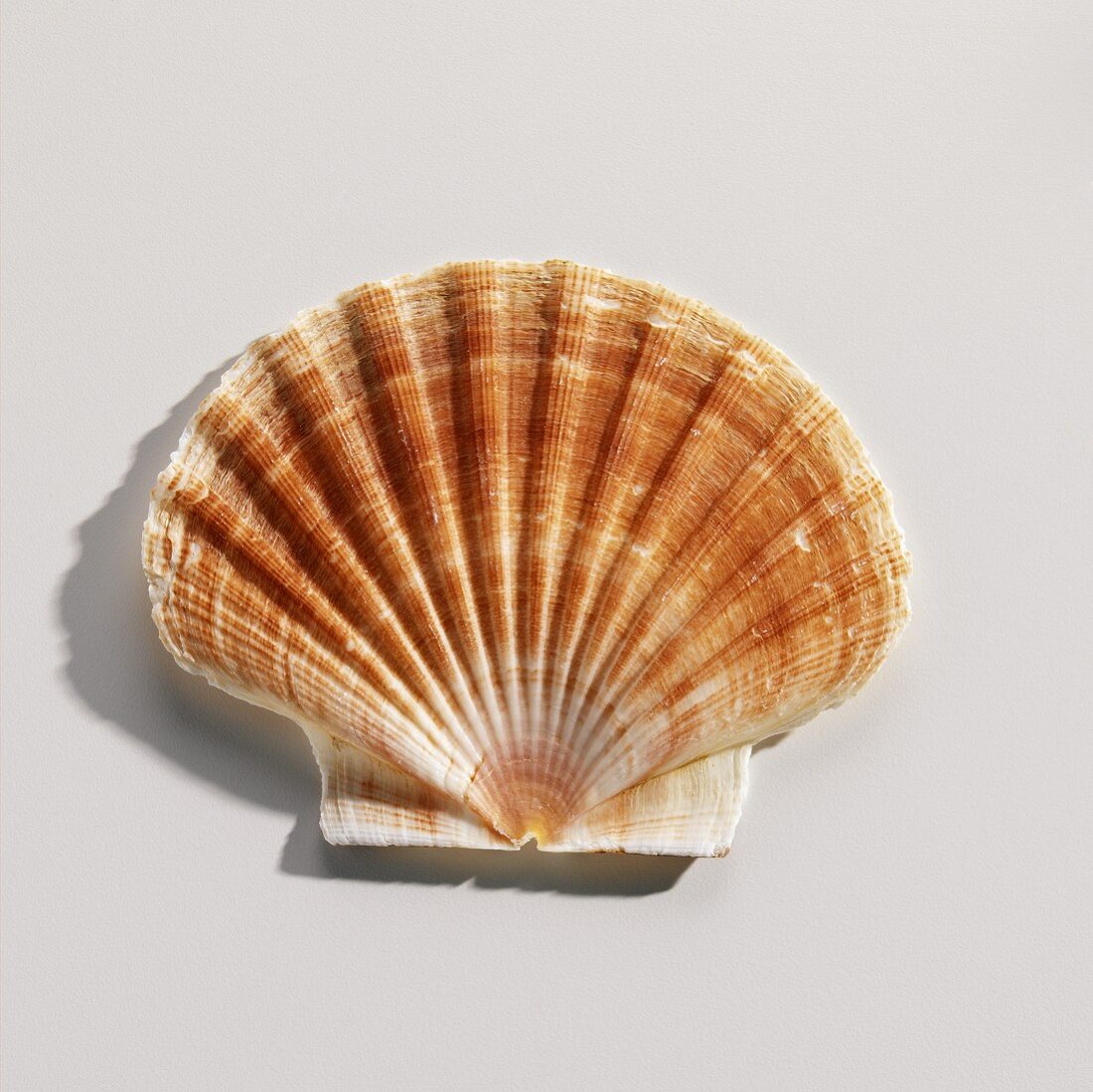 A Scallop Shell on White