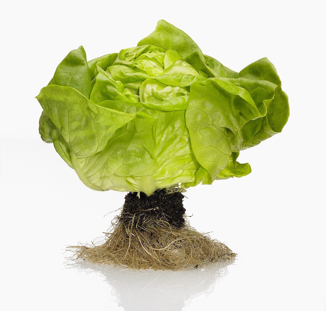 A Head of Butter Lettuce with Roots